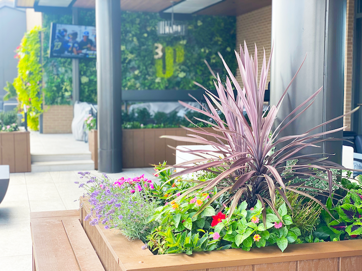 3Up Rooftop Bar Plantscape