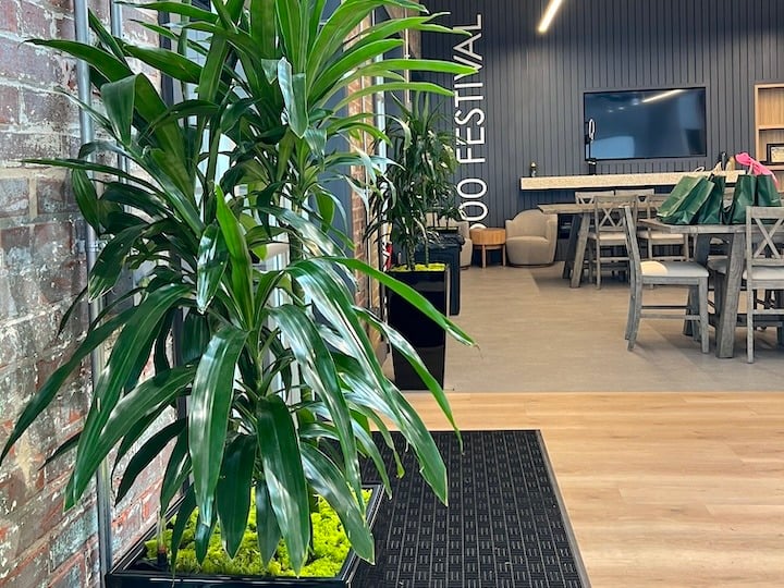 Indianapolis 500 Festival Plants. Dracaena Lisa Cane in a tall black planter with chartreuse moss.