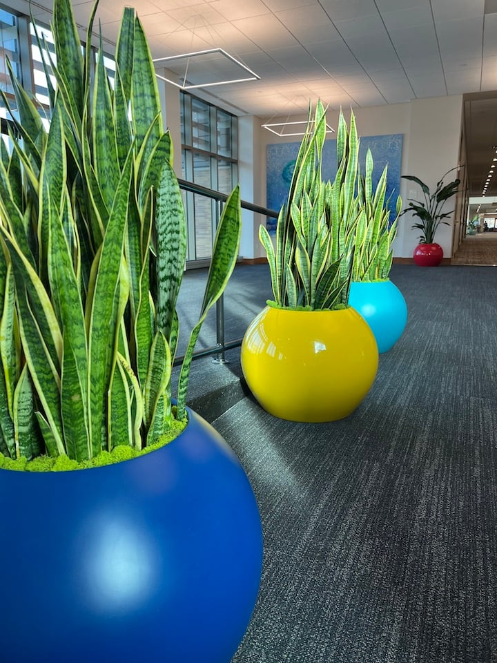 Snake Plants in colorful round planters at the Carmel Clay Public Library