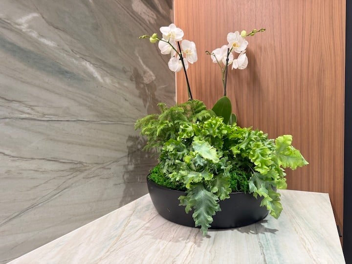Chicago Office Live Indoor Plants Orchids Ferns by Naturspire