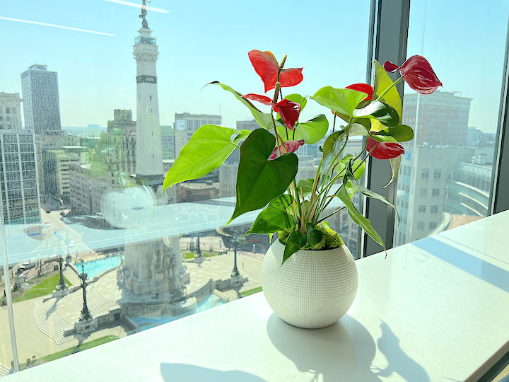 Anthurium in self-watering planter at Emarsys
