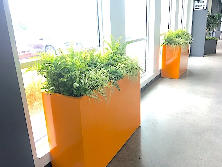 Ferns in orange planters at NewPro Containers