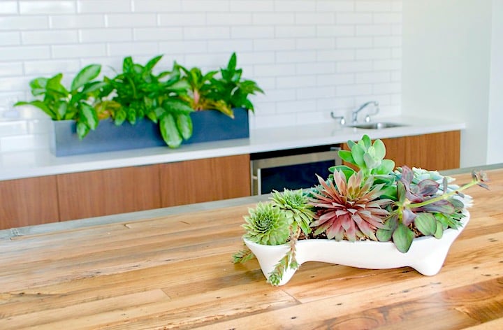 Succulent table top planter at NewPro Containers