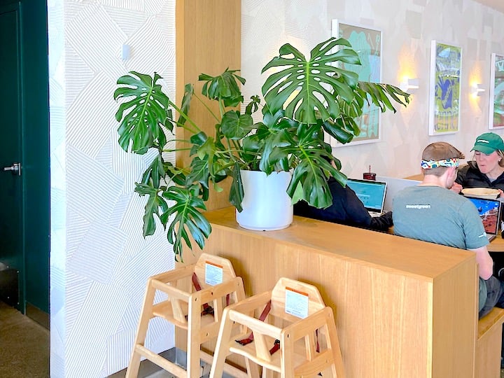 Monstera in planter at Sweetgreen