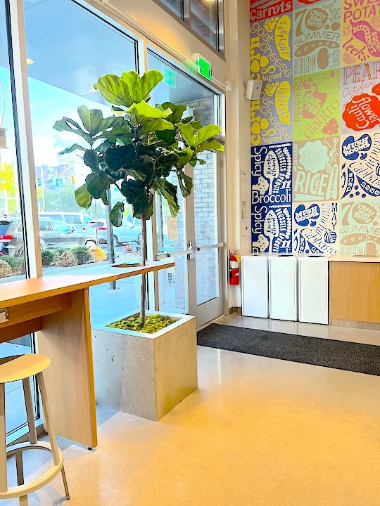 Fiddle Leaf Fig Tree at Sweetgreen