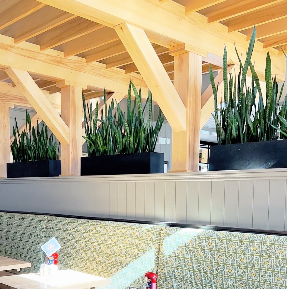 Snake Plants in planters above restaurant booths at Rosie's Cafe