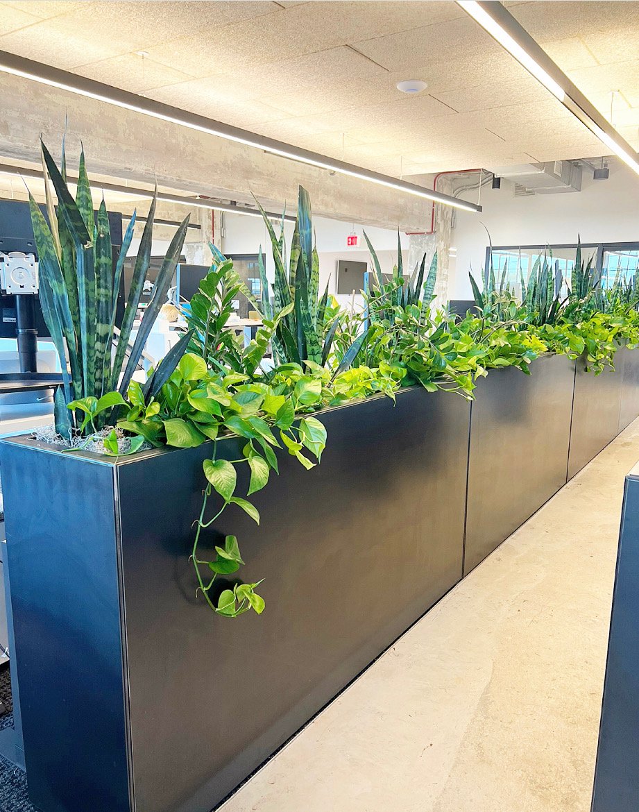 Pothos and Snake Plants indoor planters at Delv Design office space