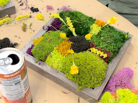 Metazoa DIY Moss Workshop