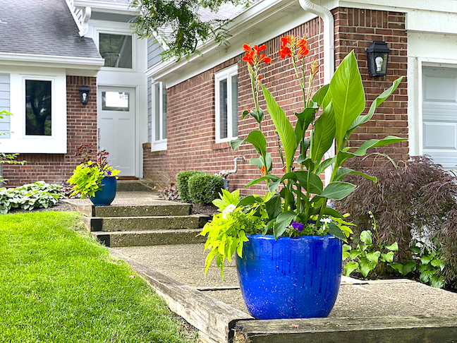 Banana Palm in Outdoor Planters