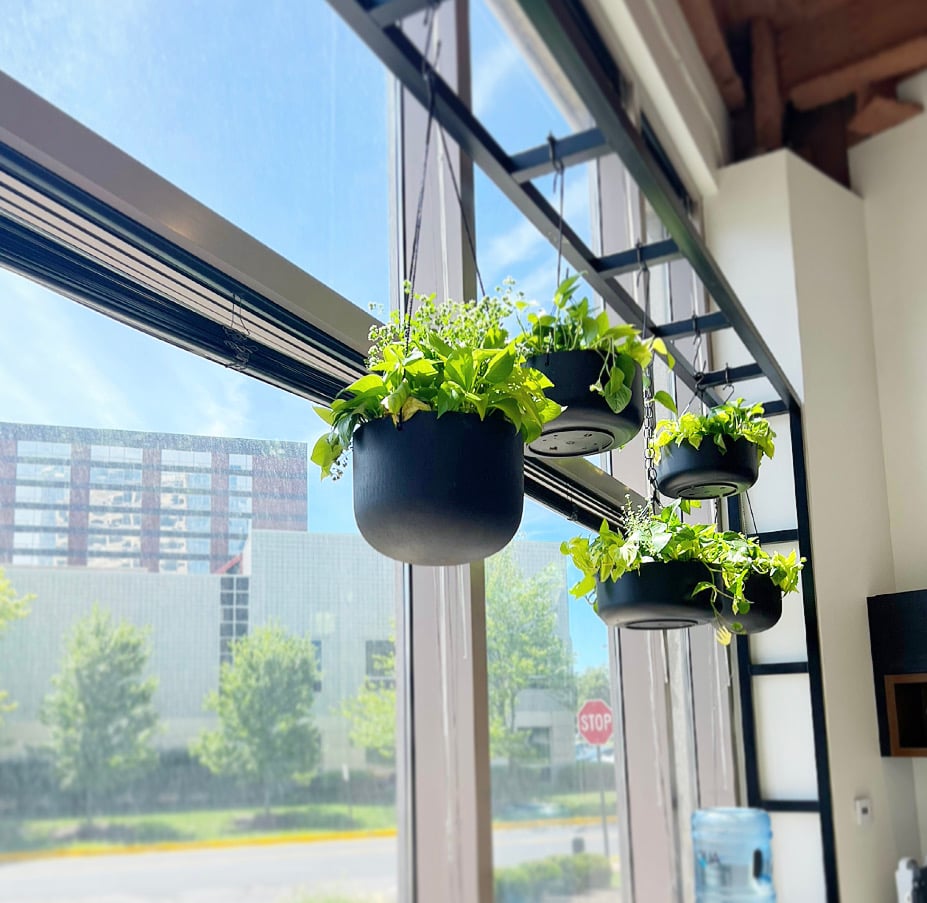 Hanging Planters at Schott Design office space